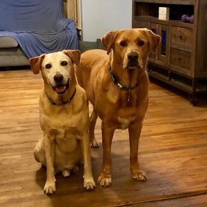 Meet your Posher, Joan